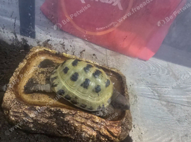 Horsfield Male 6 year old Tortoise