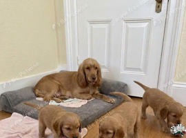 Beautiful cocker spaniels