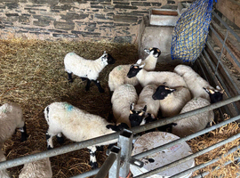 Pet lambs in need of loving home