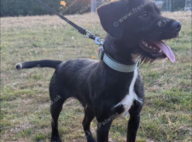 Patterdale cross cocker spaniel