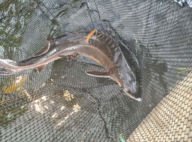 Sturgeon