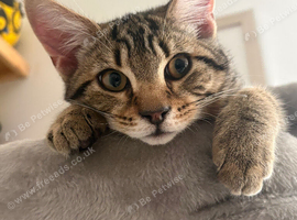 8 month old in need of new home