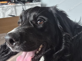 Beautiful boy looking a forever home
