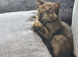 2 little girl tortoiseshell and grey looking for a new home