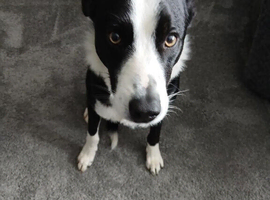 Border Collie