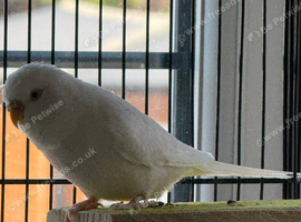 Albino White & Yellow Female Budgies
