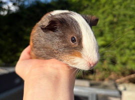 Stunning Young Boar Ready to Reserve