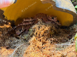 3 australian barking geckos