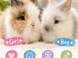 Gorgeous DM bunnies