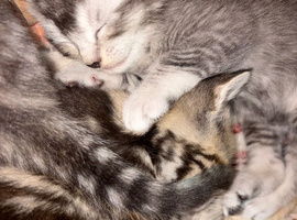 Mixed breed kittens