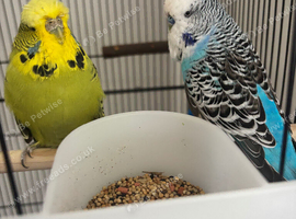 Budgie pair for sale