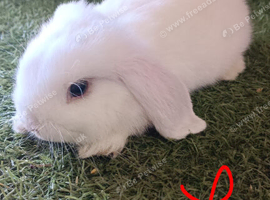 Pure mini lops