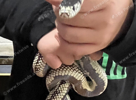 Male kingsnake