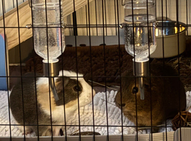 2 male guinea pigs 8 months old