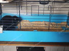 Rabbit &pound;100