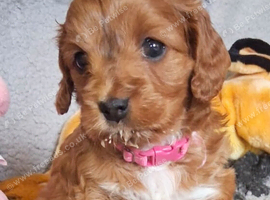 Rare smaller Asian poodle cross deep red puppies