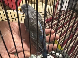 Blackwing budgie handtame very healthy and active