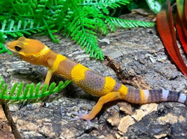 Mandarin Tangerine Leopard Gecko at Birmingham Reptiles
