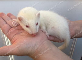 Ferret kits 1/2 micro hobs 10 weeks