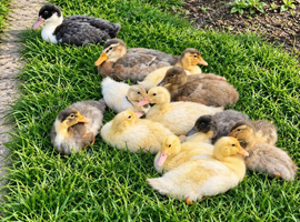 Indian Runner Ducklings Available