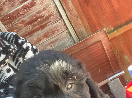 F1 mini golden doodles 2 girls available ready now