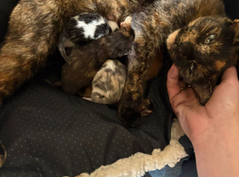 2 beautiful kittens for sale ready 23rd june