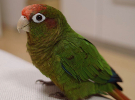 Rose-Crowned Conures & Pearly Conure for Sale