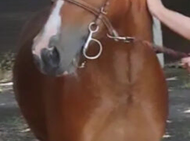Registered Welsh C, Gelding, 12.3hh