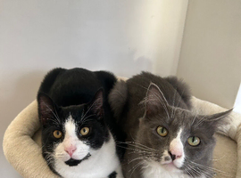 Cats needing good homes