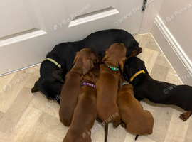 Miniature dachshund 4 available