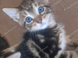 3 beautiful boy kittens  ready for new homes