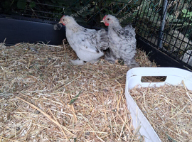 2 Bantam boys