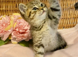 BEAUTIFUL CHUNKY BSH BOY (READY NOW)