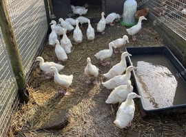 Cherry Valley and Khaki Campbell ducklings (females) of heat