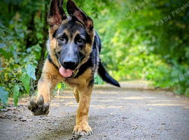 German shepherd