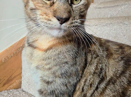 Mix breed female cat