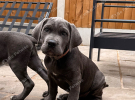 World Winner and Champion bloodline, Pedigree Cane Corso Puppies