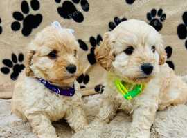 BEAUTIFUL F1 CAVAPOO PUPPIES EXTENSIVELY HEALTH TESTED PARENTS