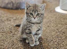 Female British shorthair kitten for sale