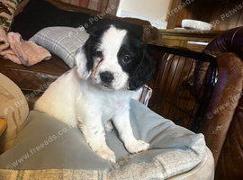 Last boy Cocker spaniel