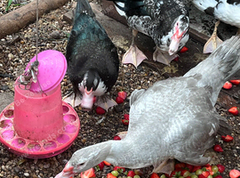 Lovely group of muscovies