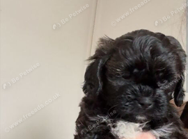 Male puppy for sale mixed cavapoo and shitzu