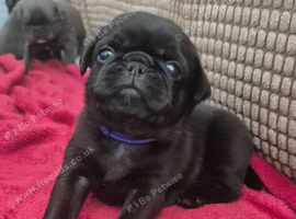 Pug puppies