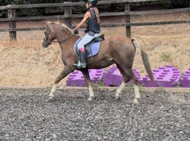 Allround childs pony