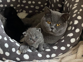 British blue pedigree cats