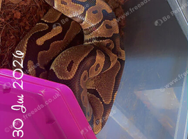 100% het pied 100% het lavender albino