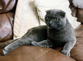 ENTIRE Blue Male Scottish Fold