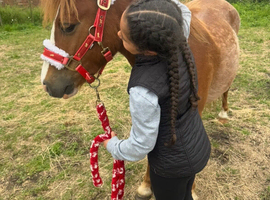 4 yr broken Welsh Section A 12hh gelding