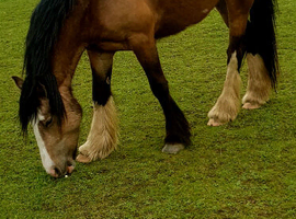 For  loan 14.2 Cob X mare