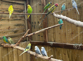 Mixed budgies cage and aivery bred